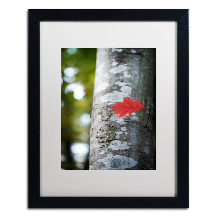 Philippe Sainte-Laudy Solitary Red Leaf Black Wooden Framed Art 18 x 22 Inches Image 1