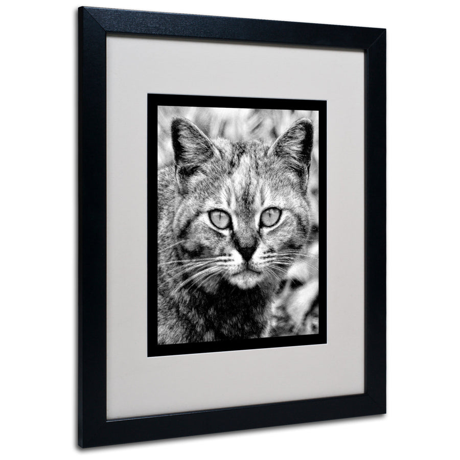 Patty Tuggle Black and White Pretty Kitty Black Wooden Framed Art 18 x 22 Inches Image 1