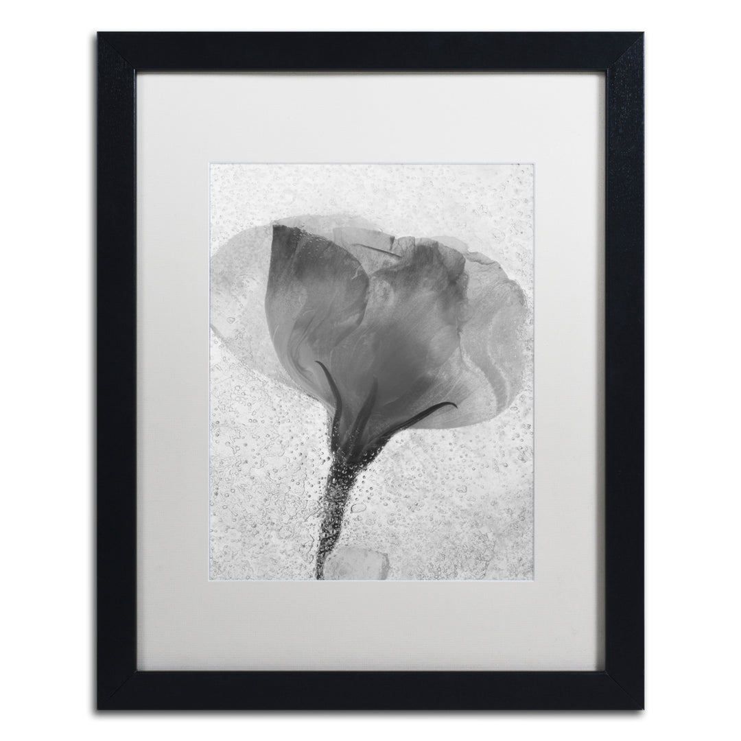 Moises Levy Flowers on Ice BW-2 Black Wooden Framed Art 18 x 22 Inches Image 1