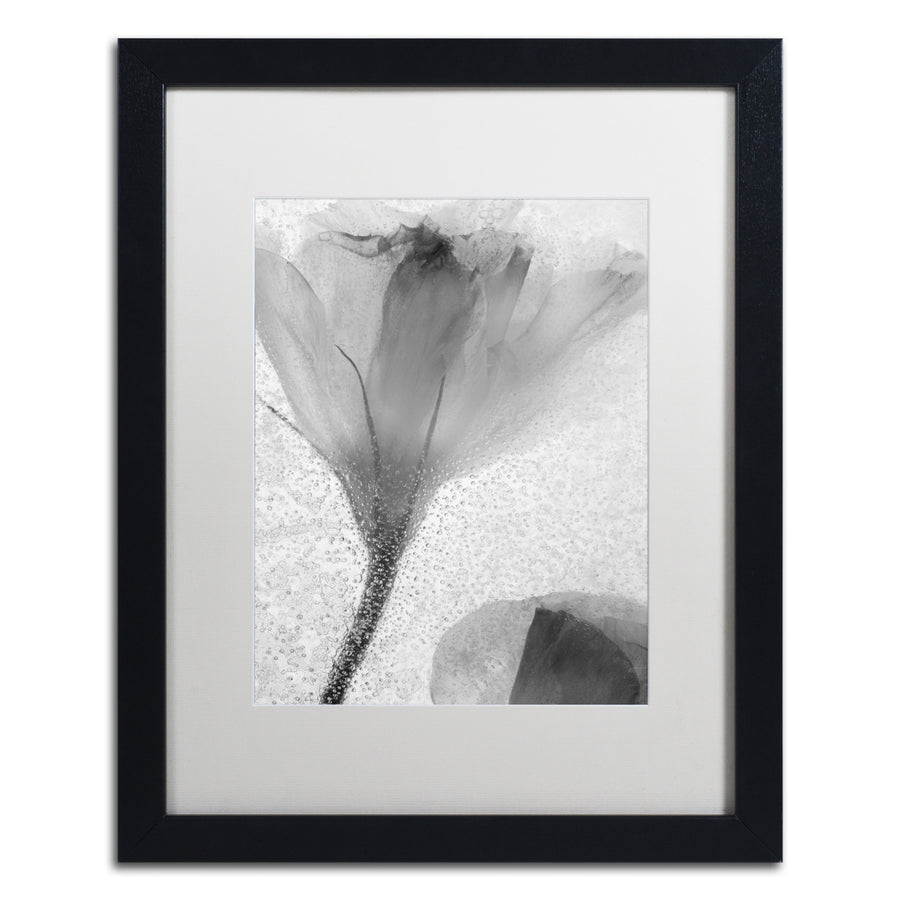 Moises Levy Flowers on Ice-13 Black Wooden Framed Art 18 x 22 Inches Image 1