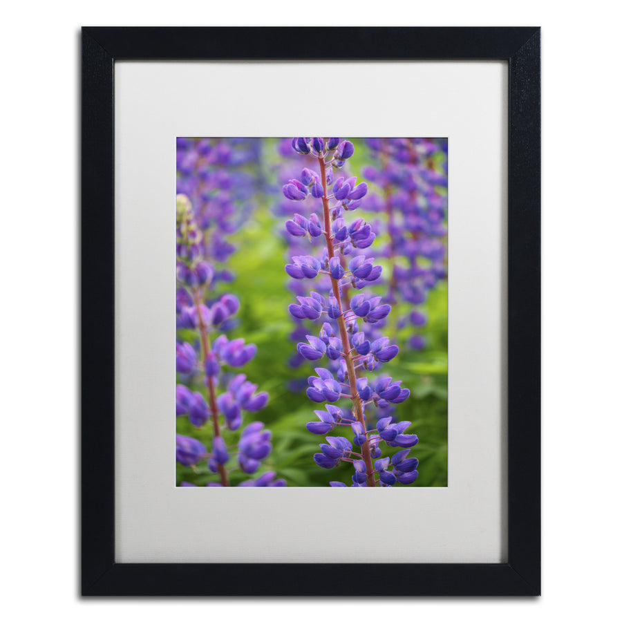 Cora Niele Blue Violet Lupine Flower Black Wooden Framed Art 18 x 22 Inches Image 1
