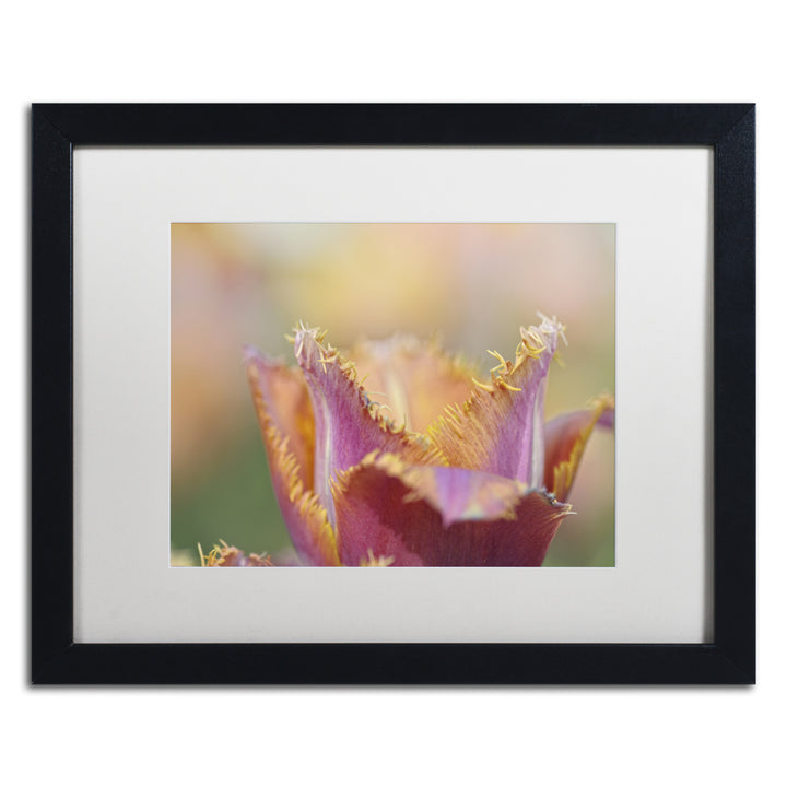 Cora Niele Tulip Crispa Black Wooden Framed Art 18 x 22 Inches Image 1