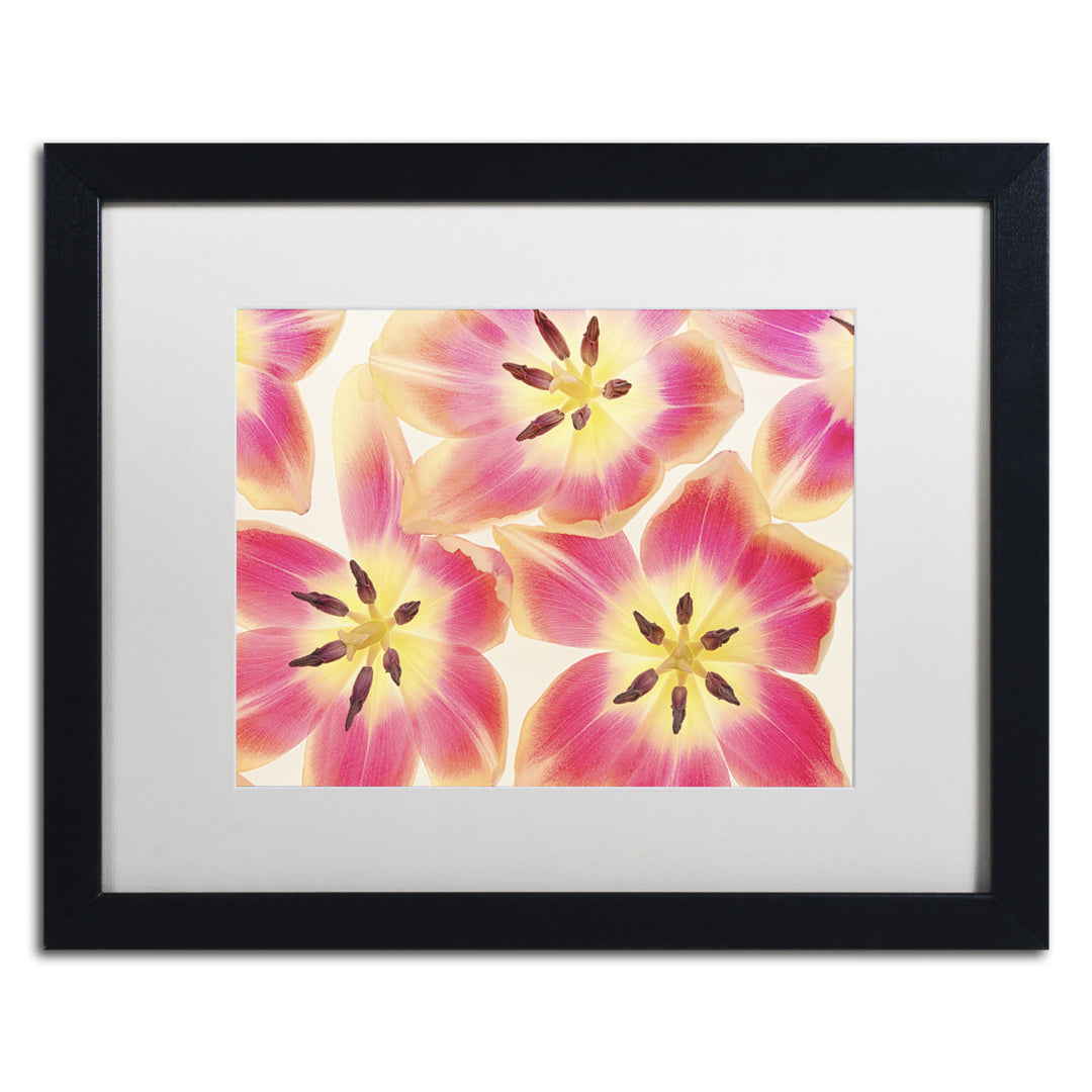 Cora Niele Cerise and Yellow Tulips Black Wooden Framed Art 18 x 22 Inches Image 1