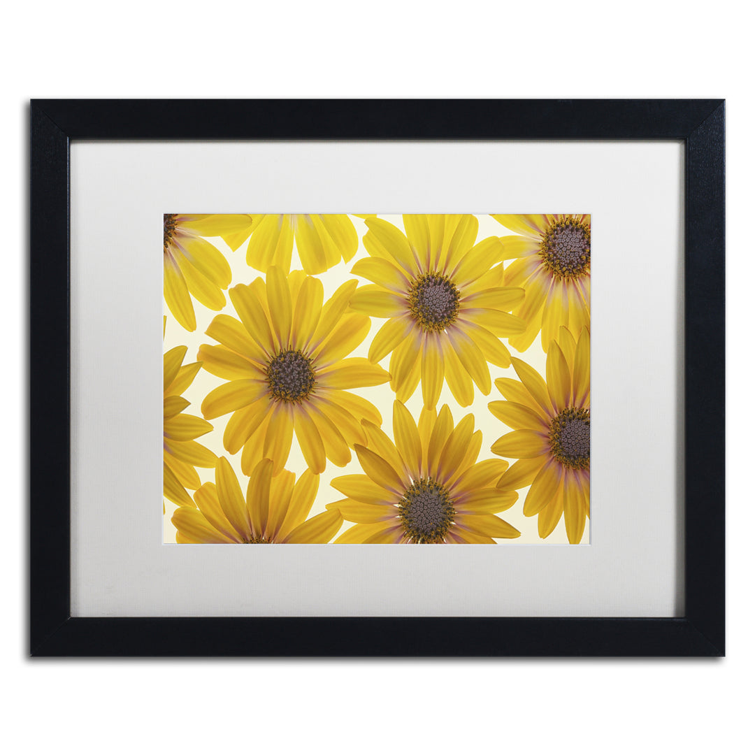 Cora Niele Yellow Cape Daisies Black Wooden Framed Art 18 x 22 Inches Image 1