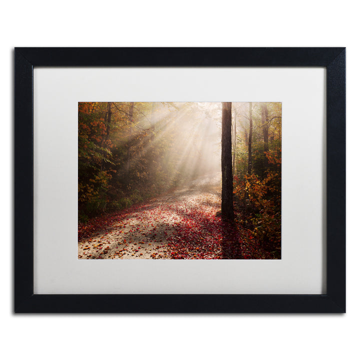 Michael Blanchette Photography Light in the Forest Black Wooden Framed Art 18 x 22 Inches Image 1