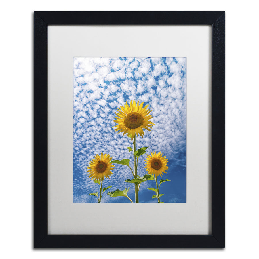 Michael Blanchette Photography Sunflower Triad Black Wooden Framed Art 18 x 22 Inches Image 1