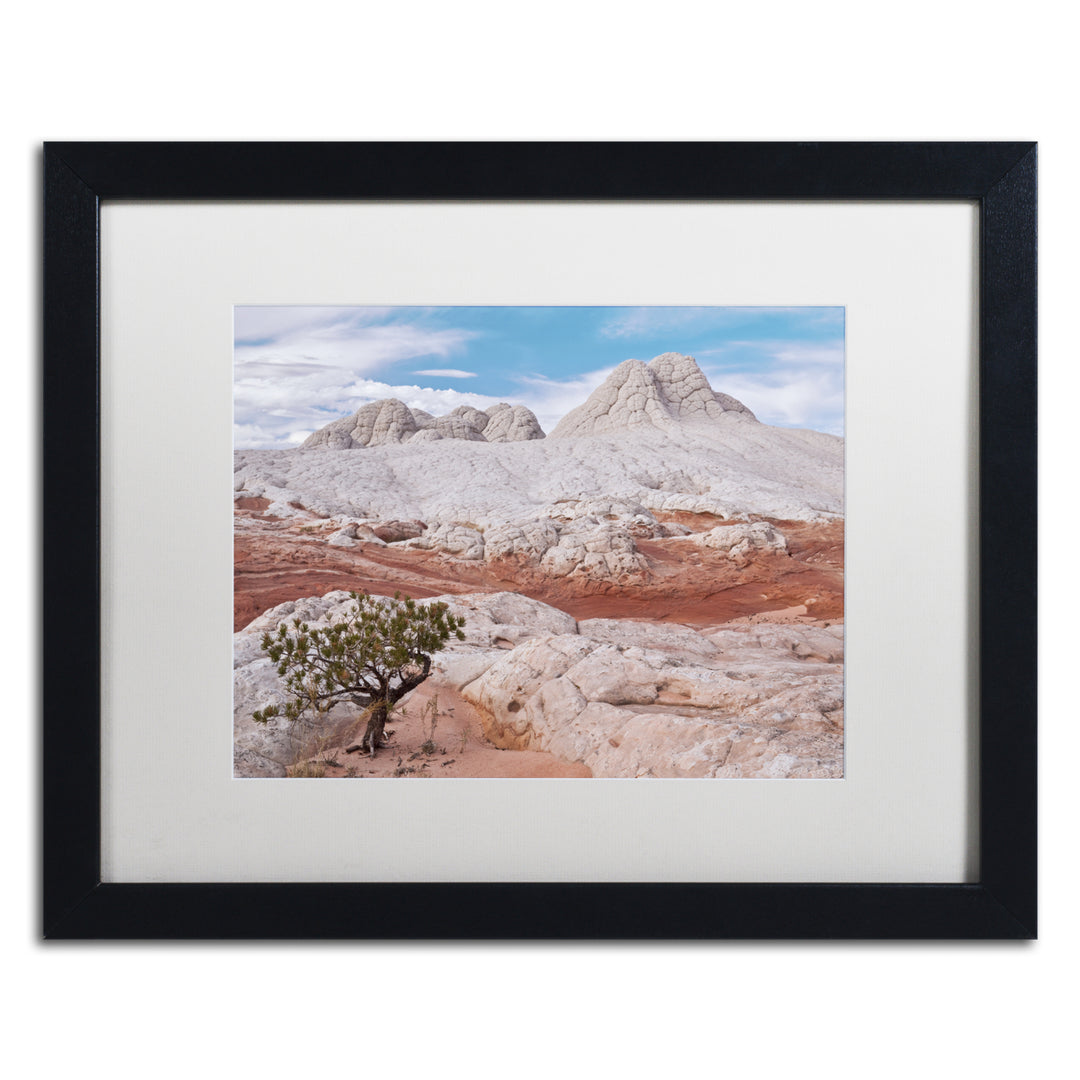 Michael Blanchette Photography Tree on Brain Rocks Black Wooden Framed Art 18 x 22 Inches Image 1