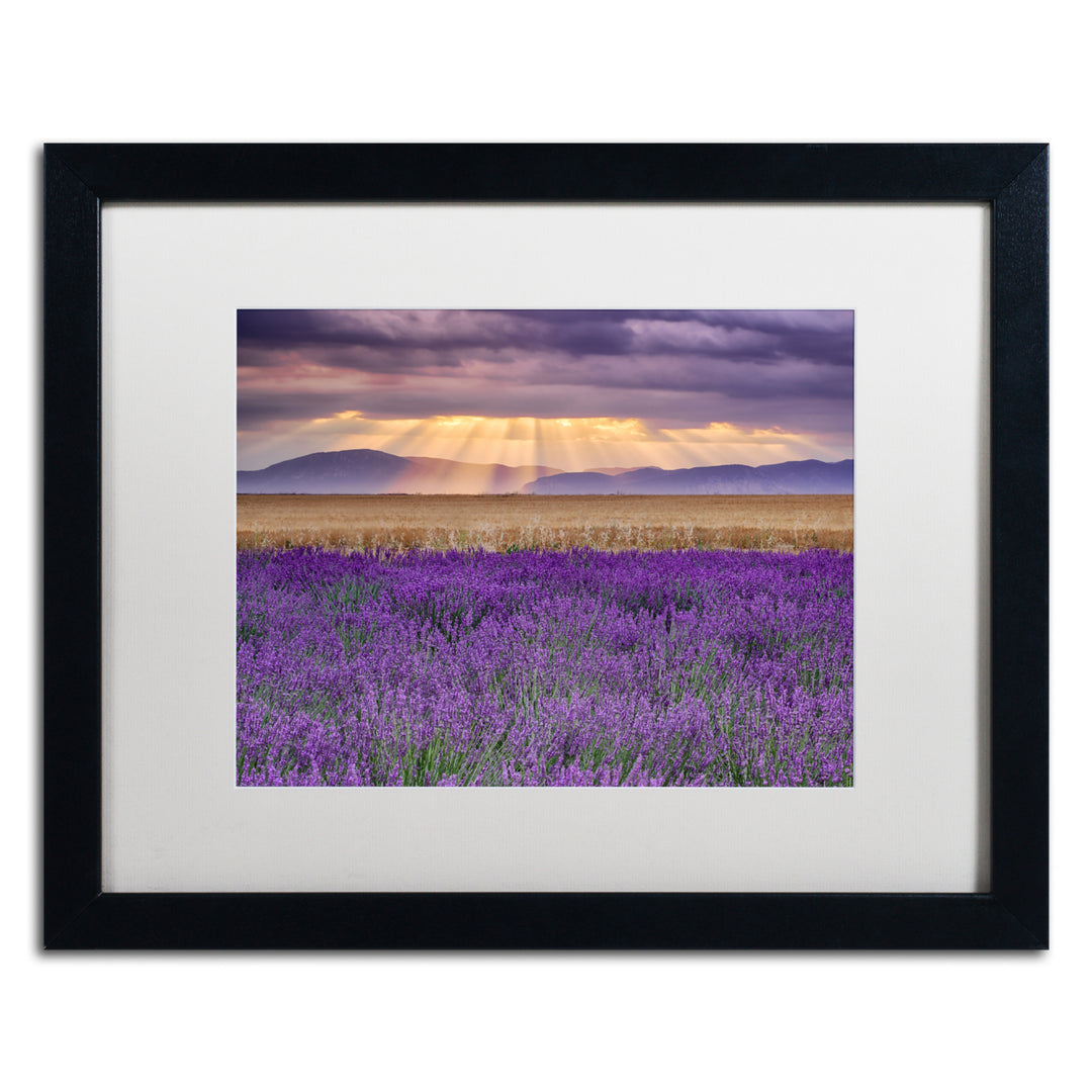 Michael Blanchette Photography Lavender Sunbeams Black Wooden Framed Art 18 x 22 Inches Image 1