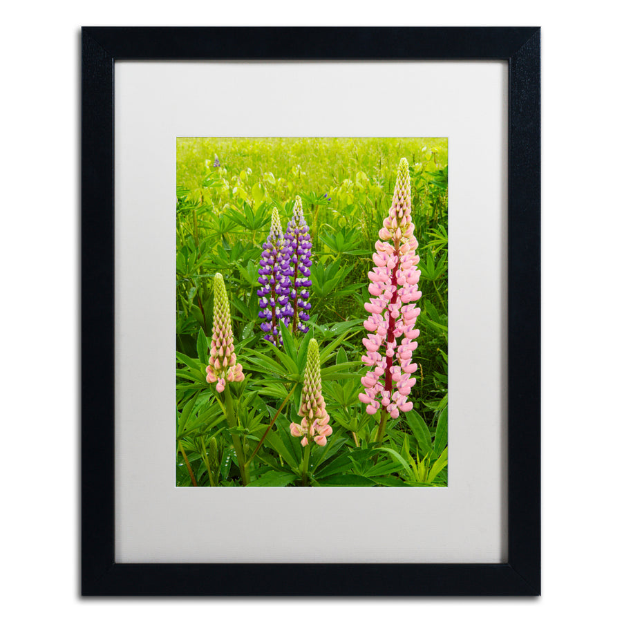 Michael Blanchette Photography Lupine Family Black Wooden Framed Art 18 x 22 Inches Image 1