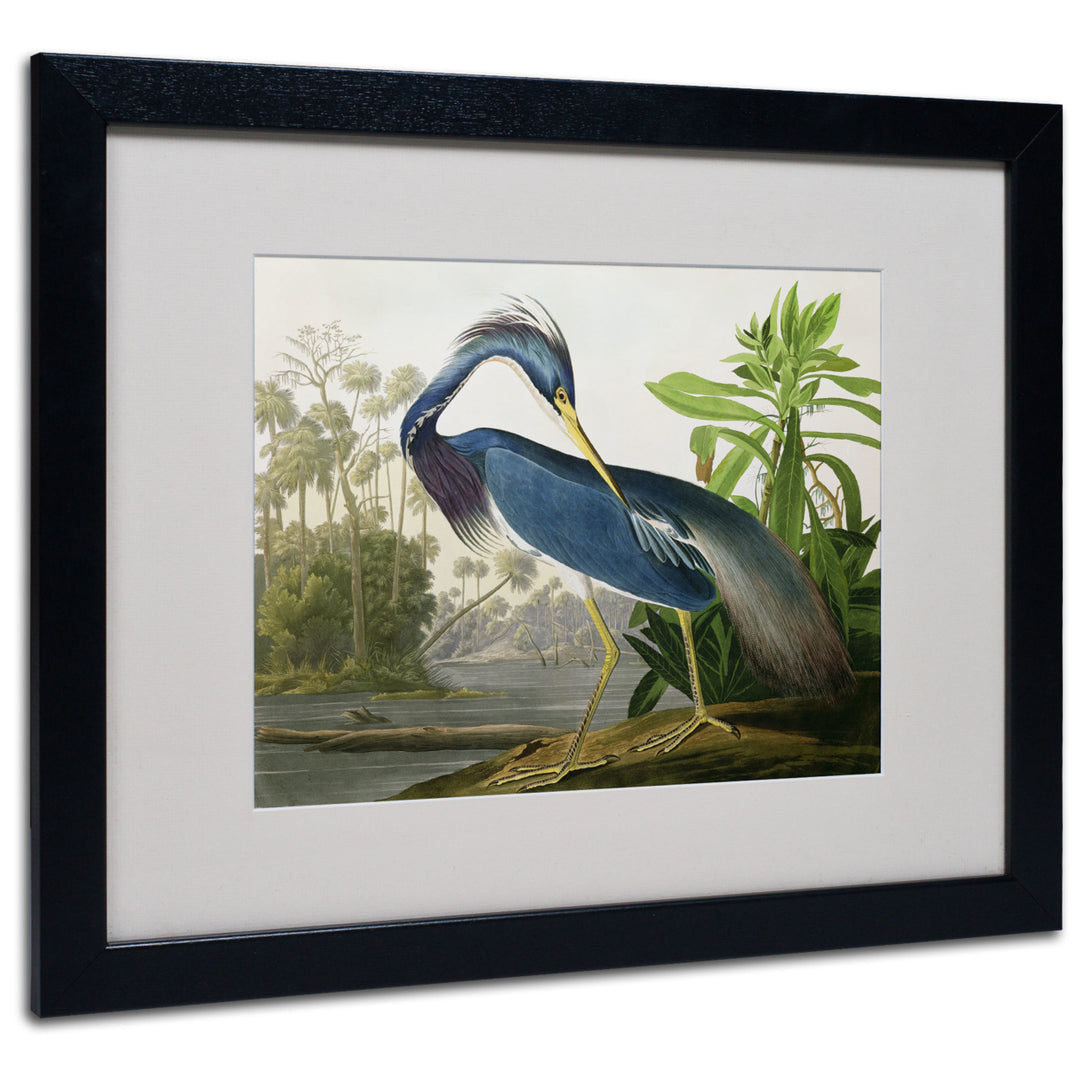 John James Audubon Louisiana Heron Black Wooden Framed Art 18 x 22 Inches Image 1