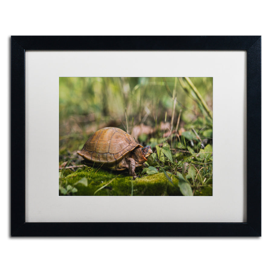 Jason Shaffer Box Turtle Black Wooden Framed Art 18 x 22 Inches Image 1