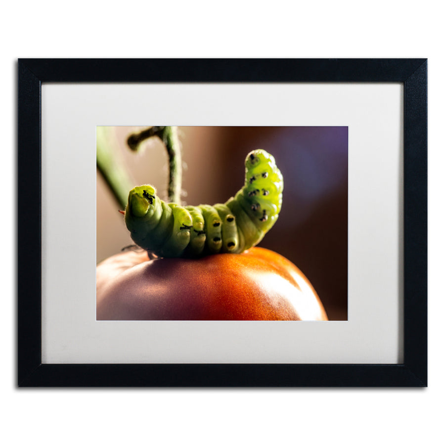 Jason Shaffer Caterpillar and Tomato Black Wooden Framed Art 18 x 22 Inches Image 1