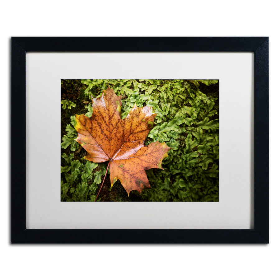 Jason Shaffer Maple Moss Black Wooden Framed Art 18 x 22 Inches Image 1