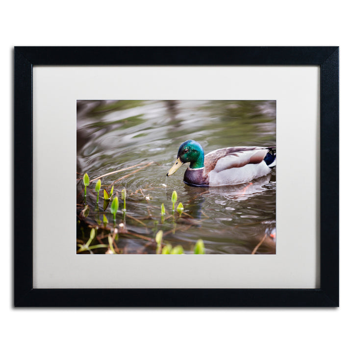 Jason Shaffer Mallard Black Wooden Framed Art 18 x 22 Inches Image 1