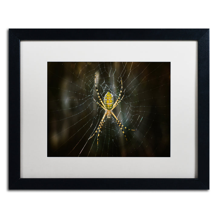 Jason Shaffer Orb Weaver Black Wooden Framed Art 18 x 22 Inches Image 1