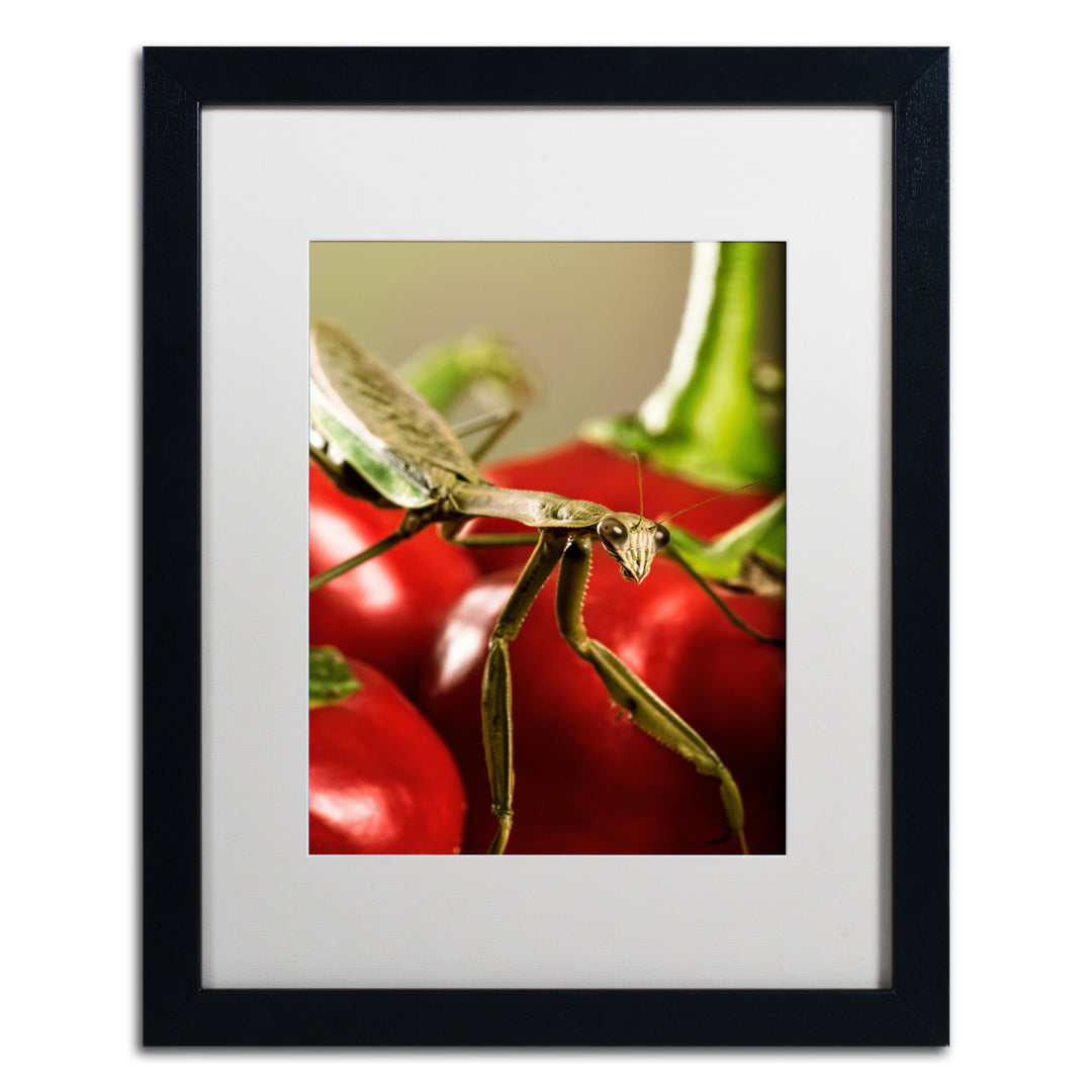 Jason Shaffer Praying Mantis and Pepper 2 Black Wooden Framed Art 18 x 22 Inches Image 1