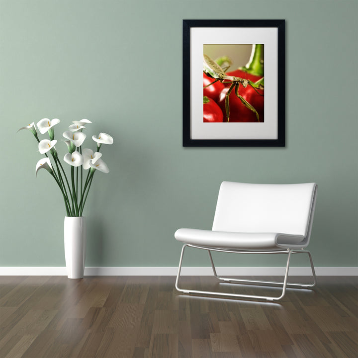 Jason Shaffer Praying Mantis and Pepper 2 Black Wooden Framed Art 18 x 22 Inches Image 2