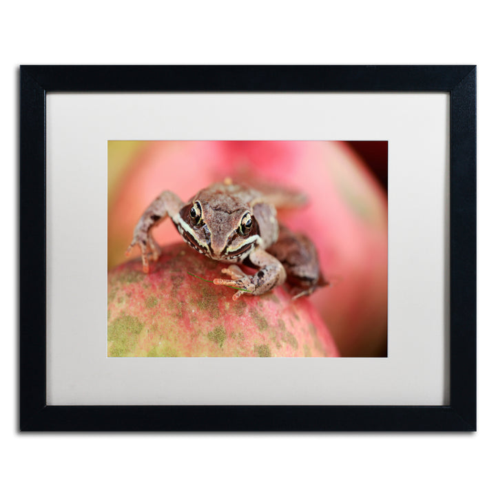 Jason Shaffer Wood Frog Black Wooden Framed Art 18 x 22 Inches Image 1