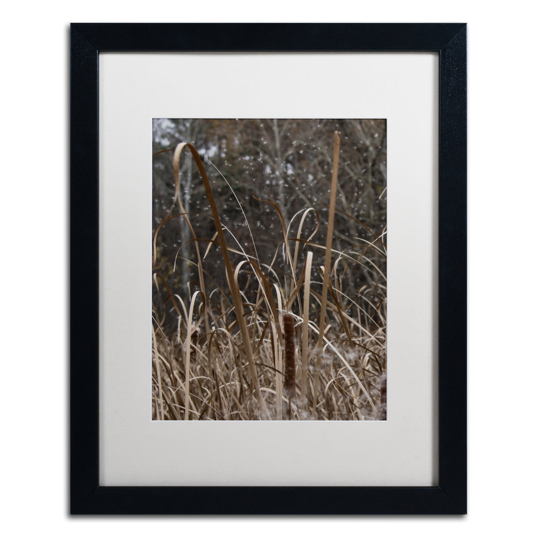 Kurt Shaffer Cattail Seeds in Flight Black Wooden Framed Art 18 x 22 Inches Image 1