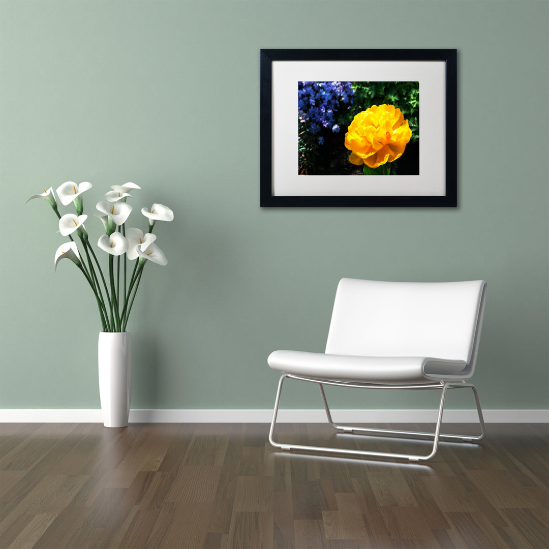 Kurt Shaffer Yellow Double Headed Tulip Black Wooden Framed Art 18 x 22 Inches Image 2