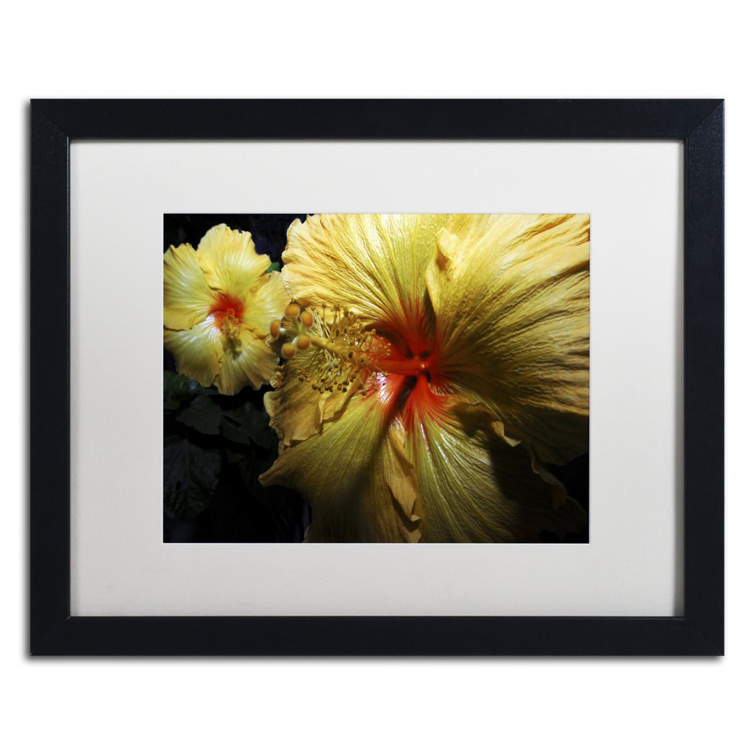 Kurt Shaffer Sunburst Hibiscus Black Wooden Framed Art 18 x 22 Inches Image 1