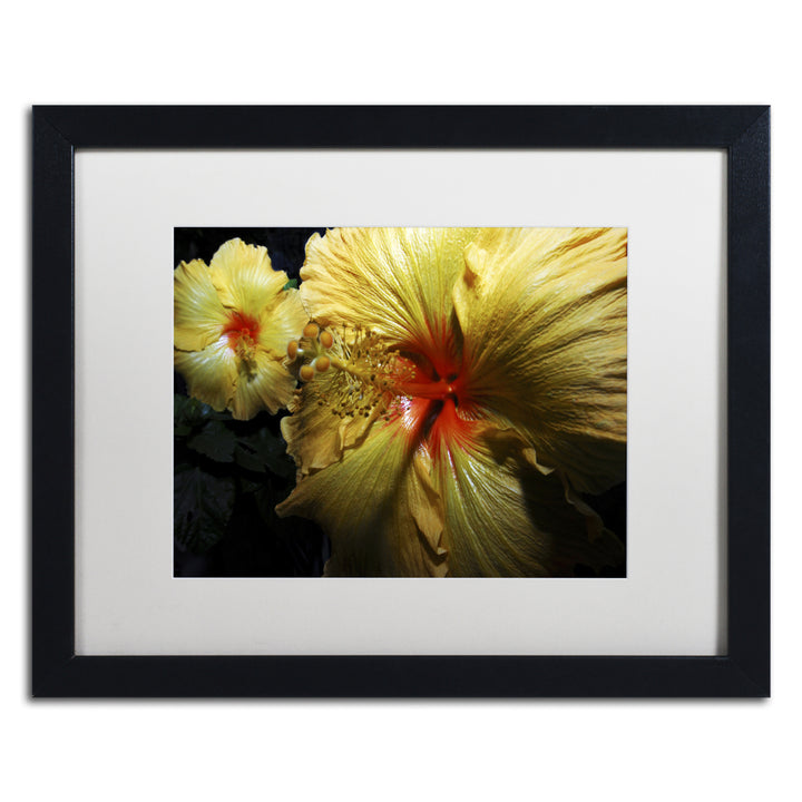 Kurt Shaffer Sunburst Hibiscus Black Wooden Framed Art 18 x 22 Inches Image 1