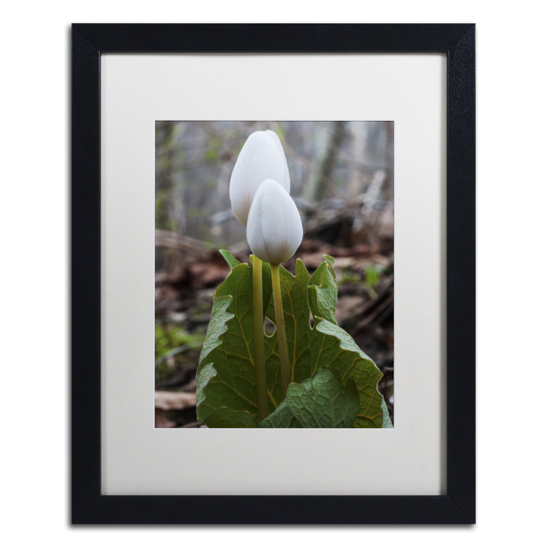 Kurt Shaffer Bloodroot Wildflower Black Wooden Framed Art 18 x 22 Inches Image 1