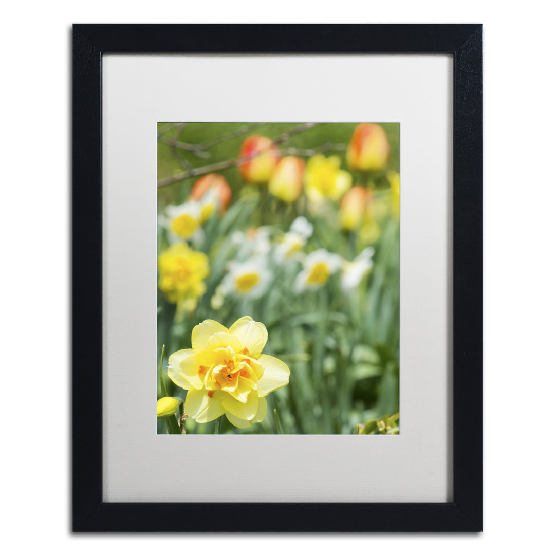 Kurt Shaffer Double Headed Daffodil Black Wooden Framed Art 18 x 22 Inches Image 1