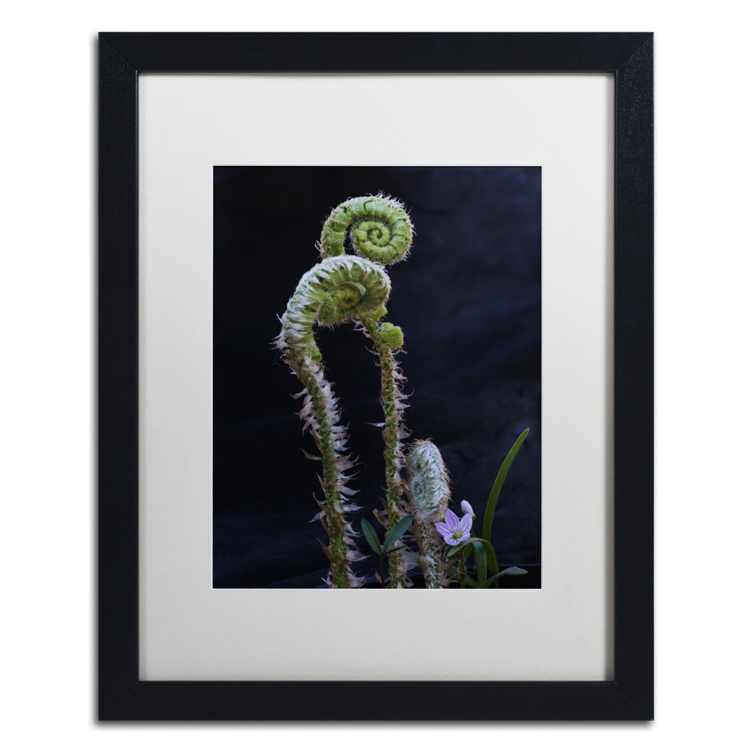 Kurt Shaffer Fern and Flower Black Wooden Framed Art 18 x 22 Inches Image 1