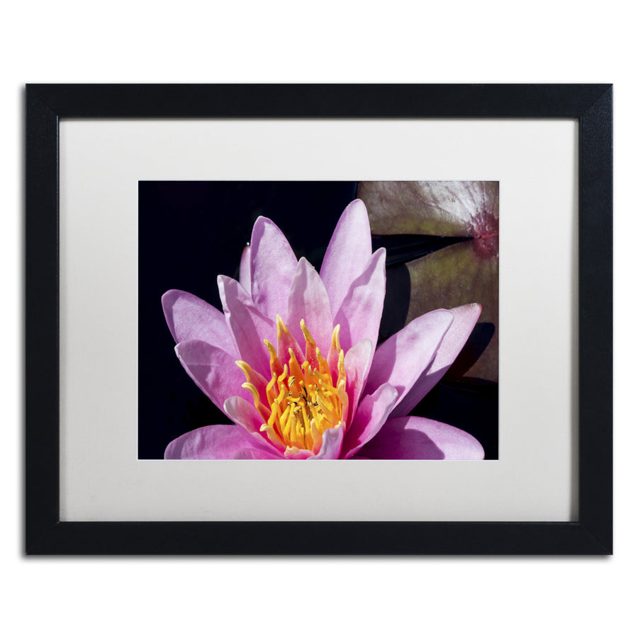 Kurt Shaffer Pink Water Lily Black Wooden Framed Art 18 x 22 Inches Image 1