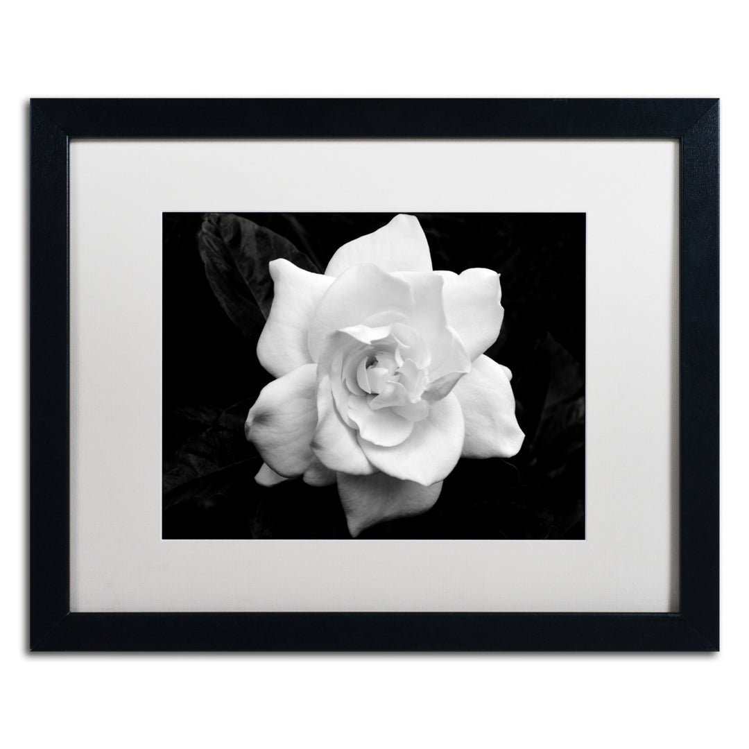 Kurt Shaffer Gardenia in Black and White Black Wooden Framed Art 18 x 22 Inches Image 1