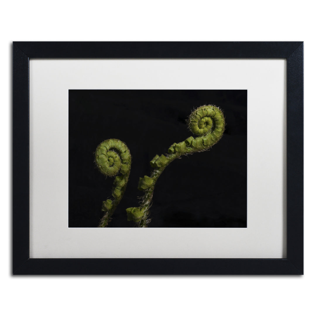 Kurt Shaffer Twin Fern Fronds Black Wooden Framed Art 18 x 22 Inches Image 1