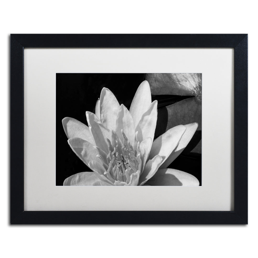 Kurt Shaffer Water Lily in Black and White Black Wooden Framed Art 18 x 22 Inches Image 1