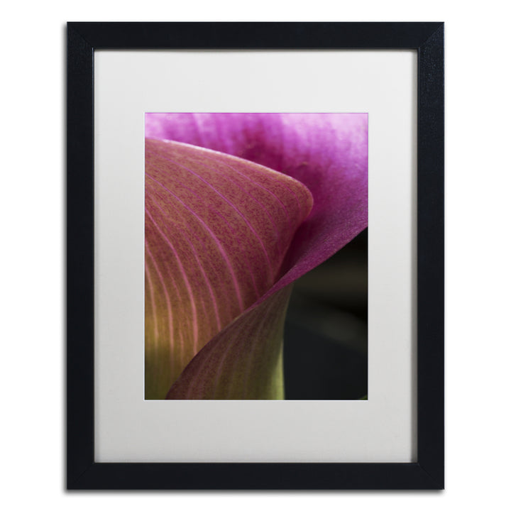 Kurt Shaffer Part of a Calla Lily Black Wooden Framed Art 18 x 22 Inches Image 1