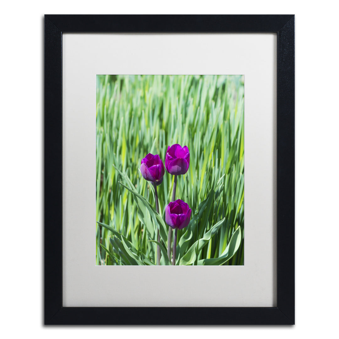 Kurt Shaffer Healing Tulips Black Wooden Framed Art 18 x 22 Inches Image 1