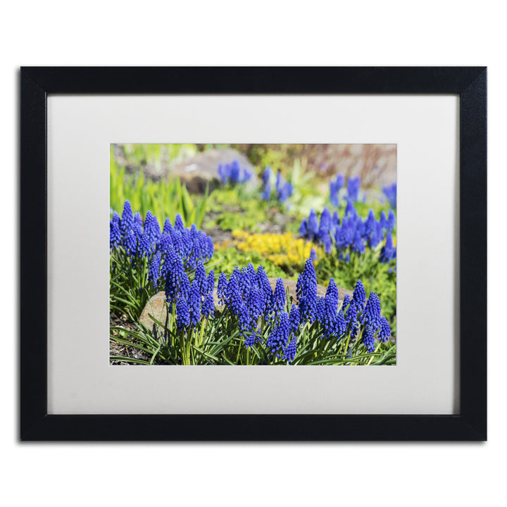 Kurt Shaffer Grape Hyacinth Black Wooden Framed Art 18 x 22 Inches Image 1