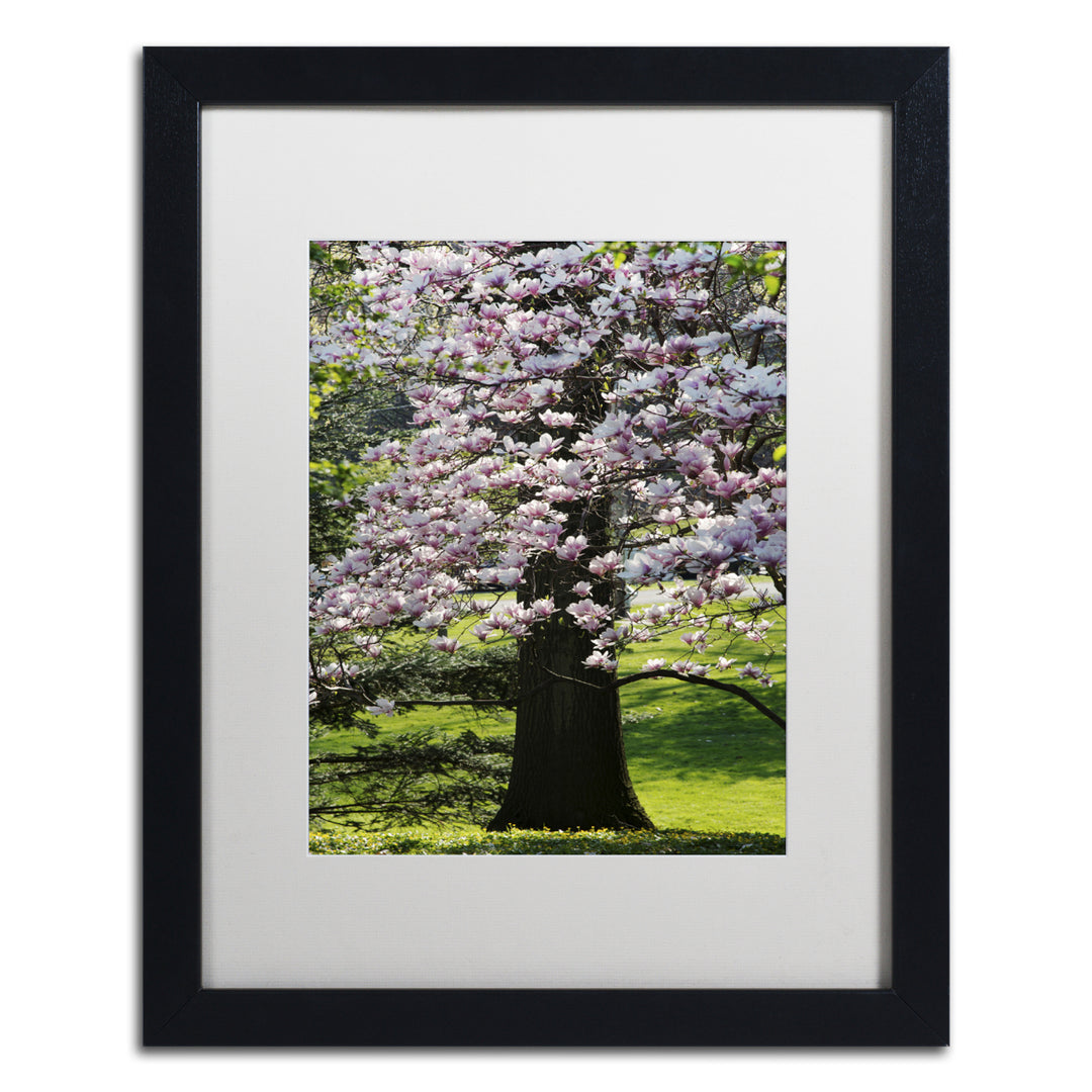 Kurt Shaffer Spring Magnolia Black Wooden Framed Art 18 x 22 Inches Image 1