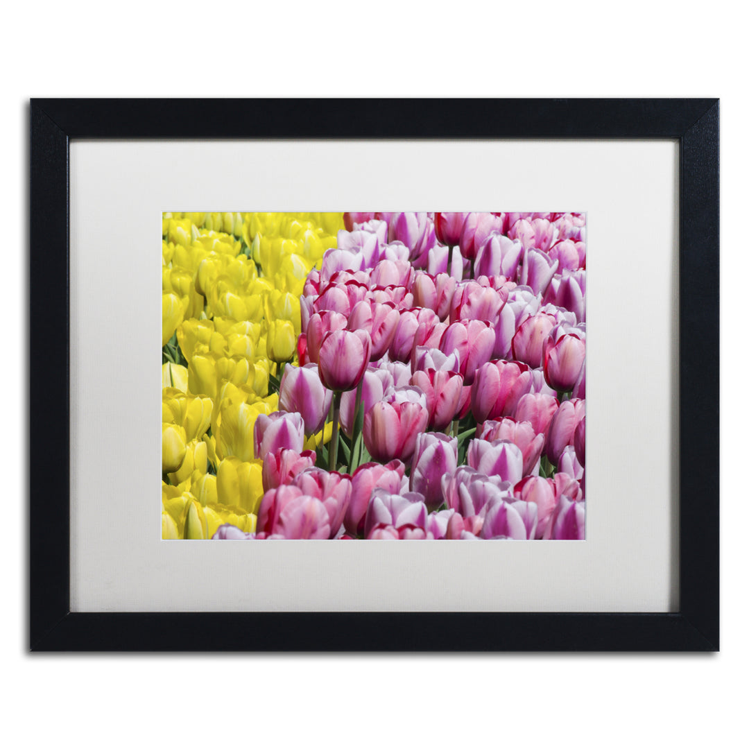 Kurt Shaffer Tulip Heaven Black Wooden Framed Art 18 x 22 Inches Image 1