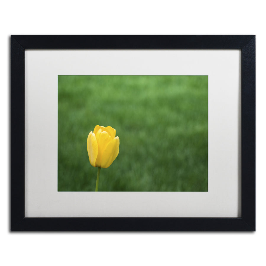 Kurt Shaffer A Lone Yellow Tulip 2 Black Wooden Framed Art 18 x 22 Inches Image 1