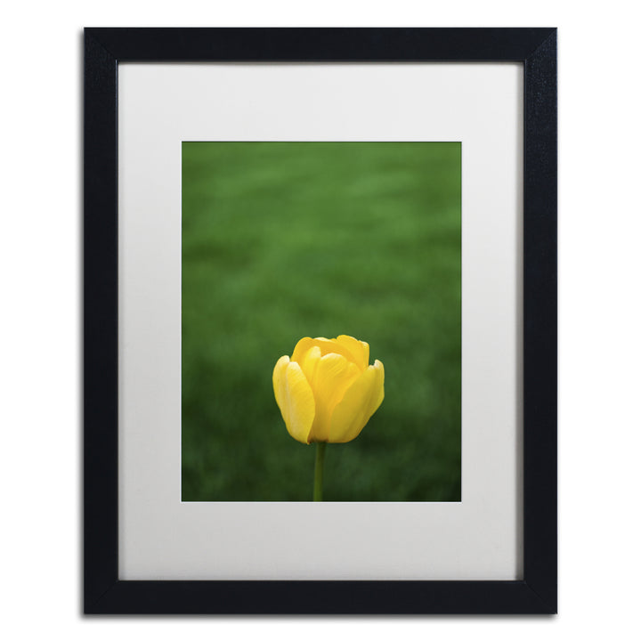 Kurt Shaffer A Lone Yellow Tulip Black Wooden Framed Art 18 x 22 Inches Image 1