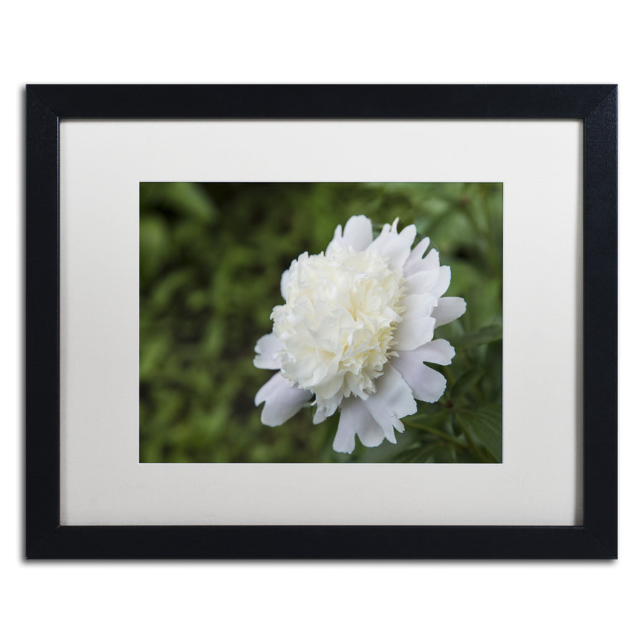 Kurt Shaffer White Peony Black Wooden Framed Art 18 x 22 Inches Image 1