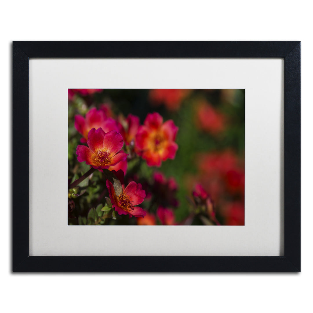 Kurt Shaffer Beauty of Summer Blooms Red Black Wooden Framed Art 18 x 22 Inches Image 1