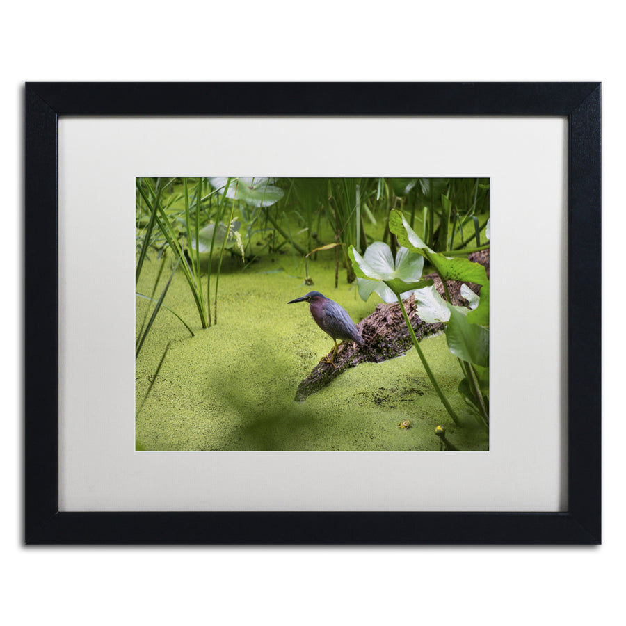 Kurt Shaffer Green Heron Black Wooden Framed Art 18 x 22 Inches Image 1