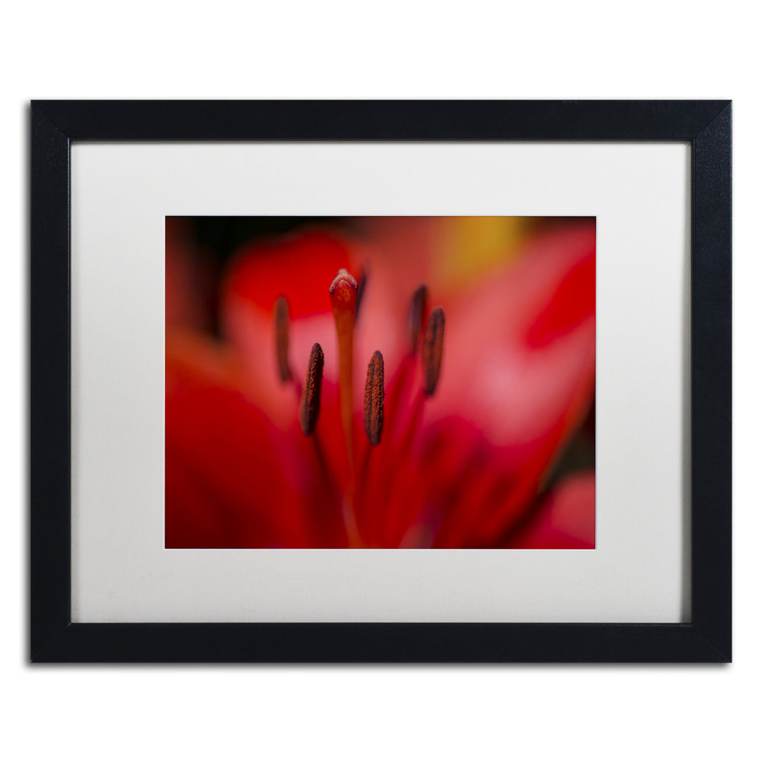 Kurt Shaffer Red Lily Pistils Black Wooden Framed Art 18 x 22 Inches Image 1