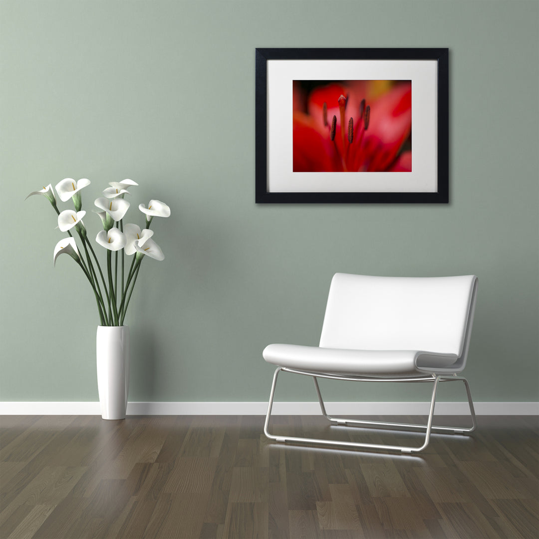 Kurt Shaffer Red Lily Pistils Black Wooden Framed Art 18 x 22 Inches Image 2