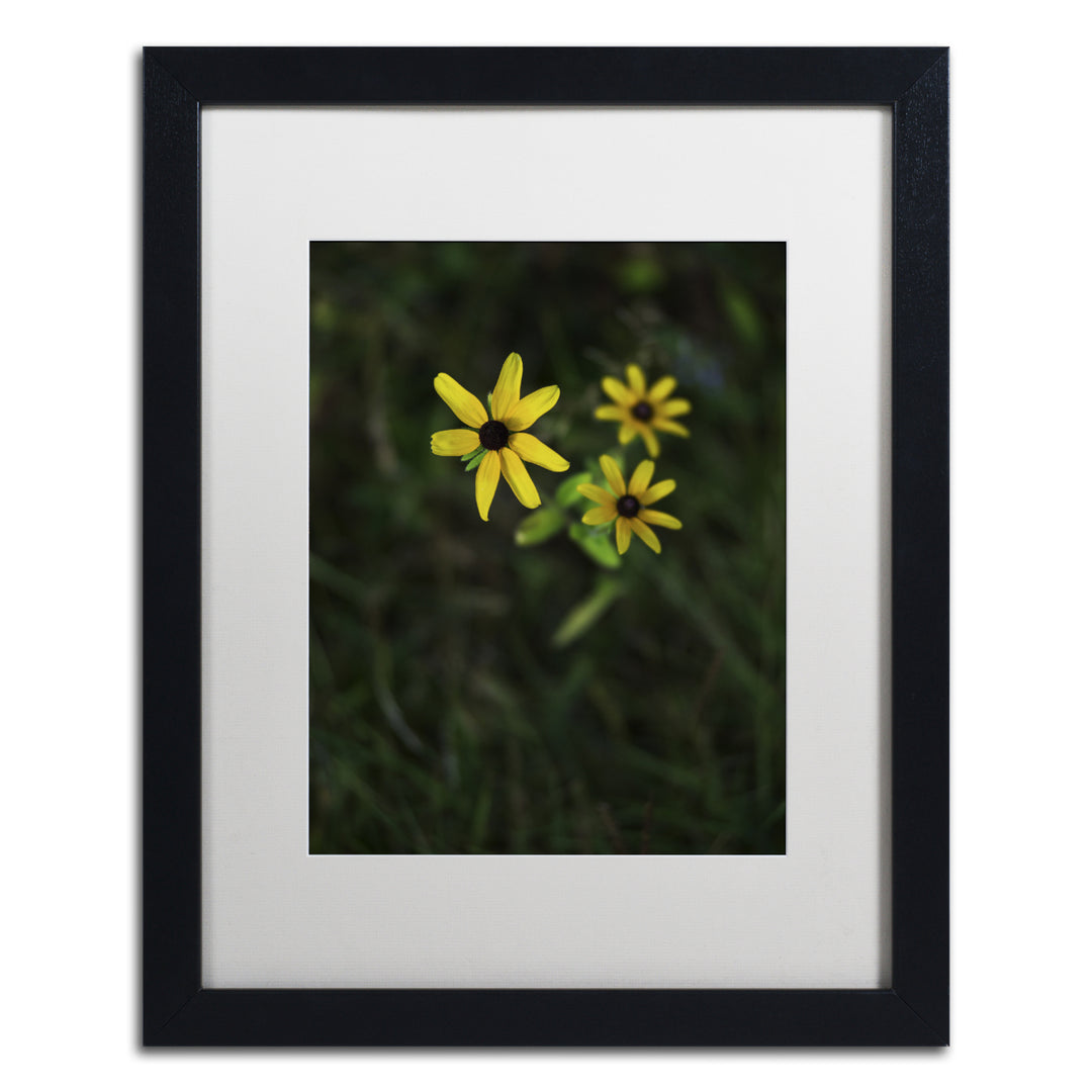 Kurt Shaffer Brown-Eyed Susan Black Wooden Framed Art 18 x 22 Inches Image 1