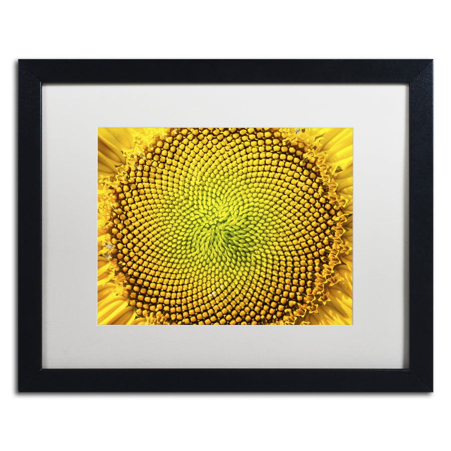 Kurt Shaffer Cosmic Patterns in Nature Black Wooden Framed Art 18 x 22 Inches Image 1