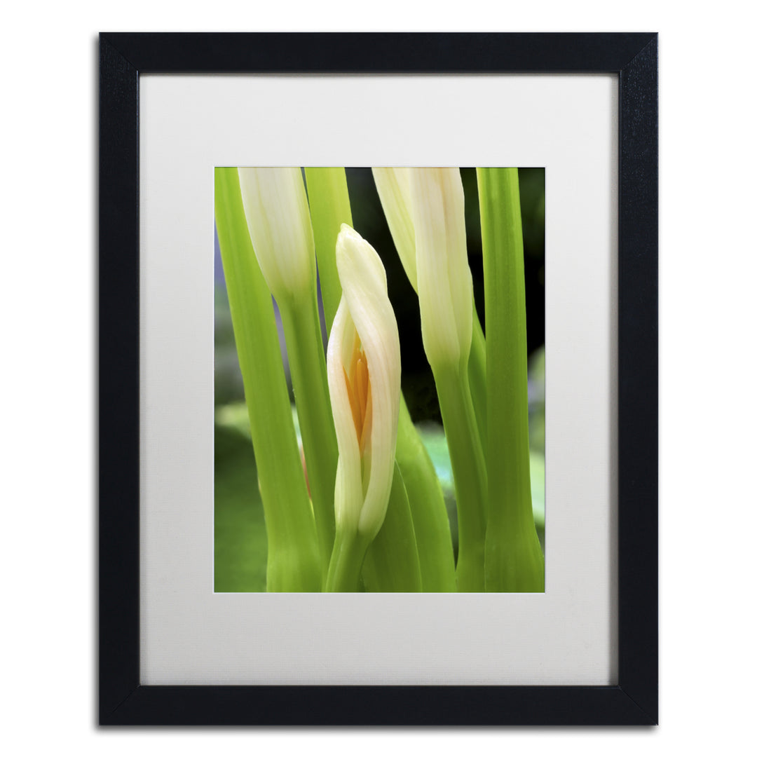 Kurt Shaffer Lily Unfolding Black Wooden Framed Art 18 x 22 Inches Image 1