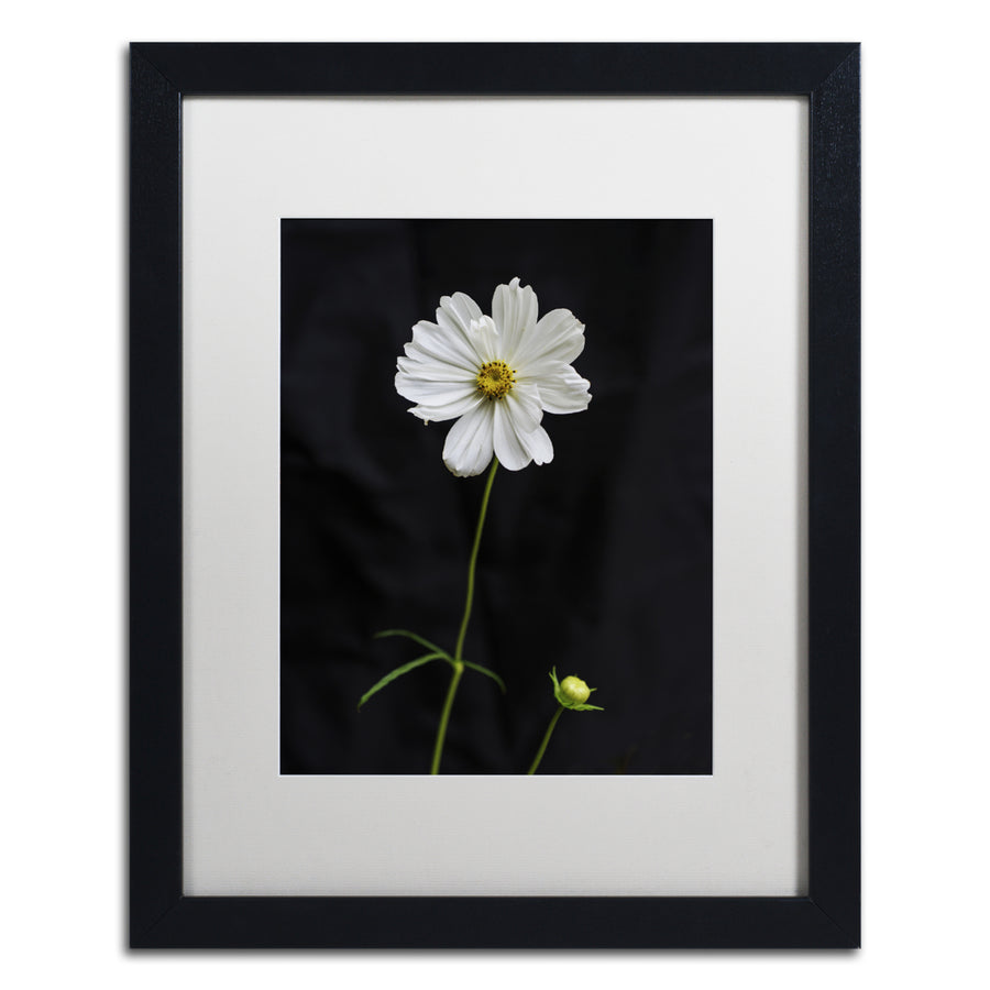 Kurt Shaffer White Cosmos on Black Black Wooden Framed Art 18 x 22 Inches Image 1