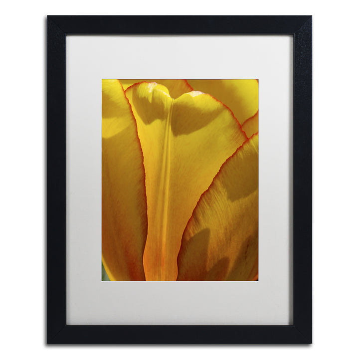 Kurt Shaffer Tulip in the Light Black Wooden Framed Art 18 x 22 Inches Image 1